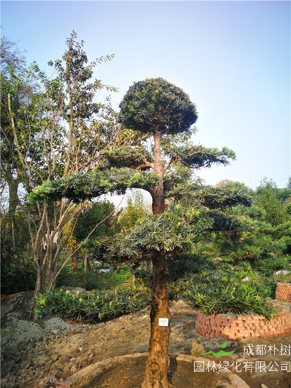 2021年成都市-郫都区苗木基地直销的21公分精品罗汉松价格有没有什么变化？